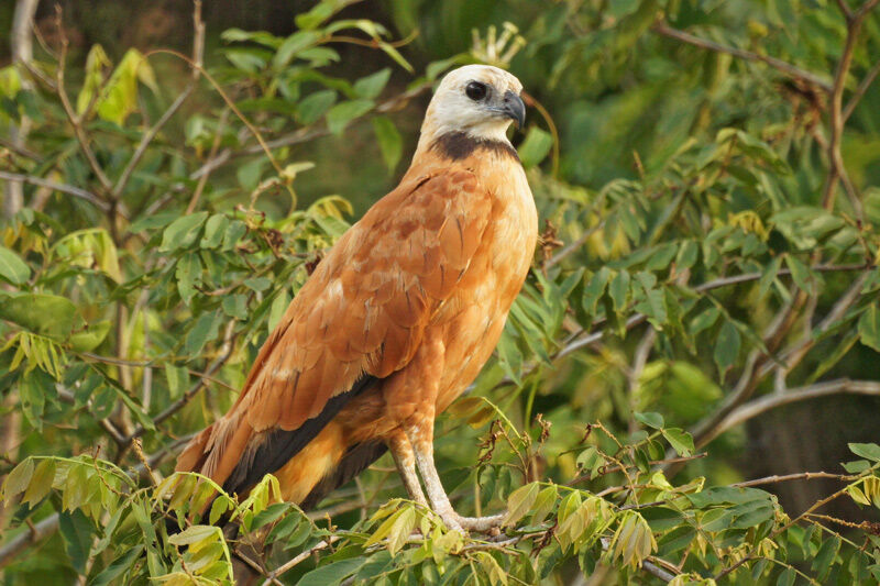 Black-collared Hawkadult, identification