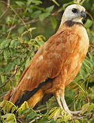 Black-collared Hawk