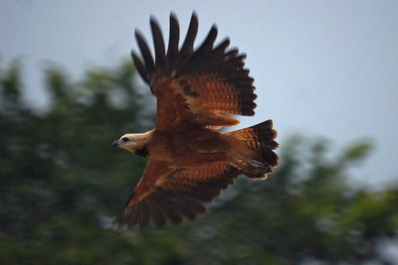 Black-collared Hawk