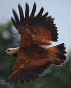 Black-collared Hawk