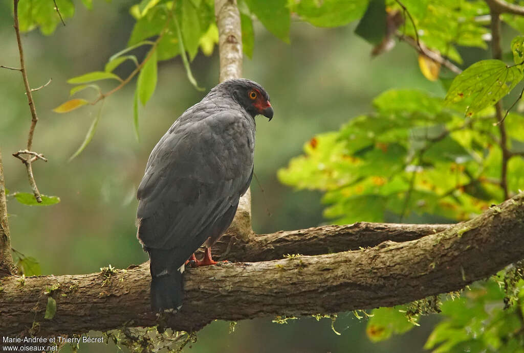 Slate-colored Hawkadult, identification