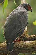 Slate-colored Hawk