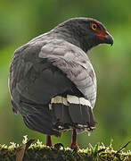 Slate-colored Hawk