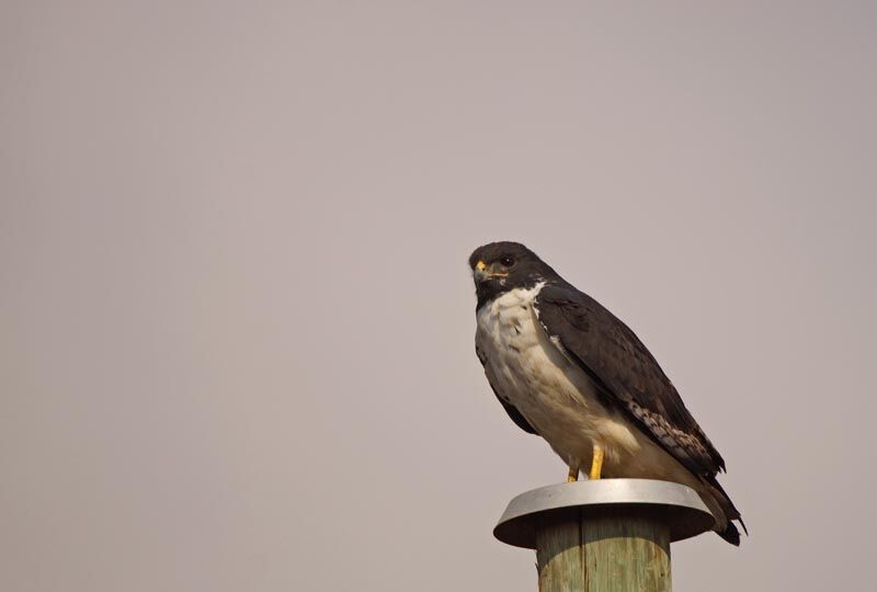 Augur Buzzard