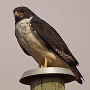 Augur Buzzard