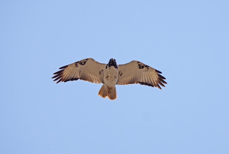 Augur Buzzard