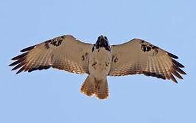 Augur Buzzard