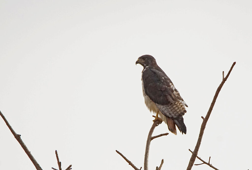 Augur Buzzard