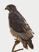 Augur Buzzard