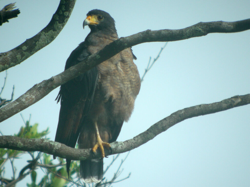 Rufous Crab Hawk