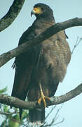 Rufous Crab Hawk