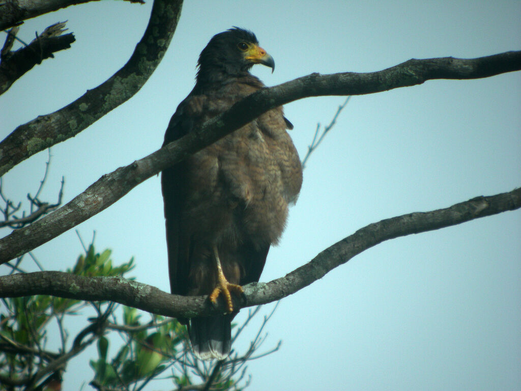 Rufous Crab Hawk