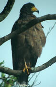 Rufous Crab Hawk