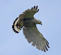 Grey-lined Hawk