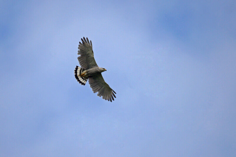 Grey-lined Hawk