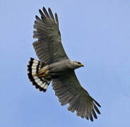 Grey-lined Hawk