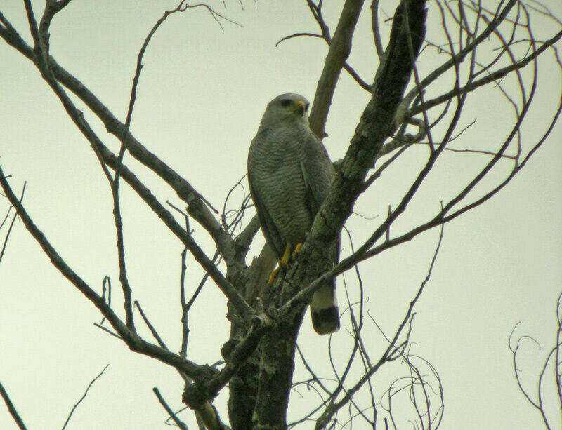 Grey-lined Hawk