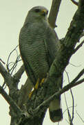 Grey-lined Hawk