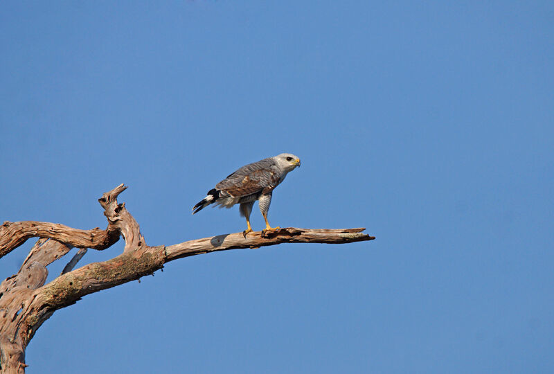 Grey-lined Hawk