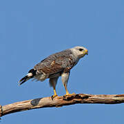 Grey-lined Hawk