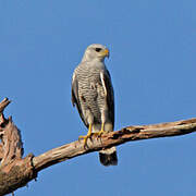 Grey-lined Hawk