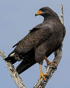 Cuban Black Hawk