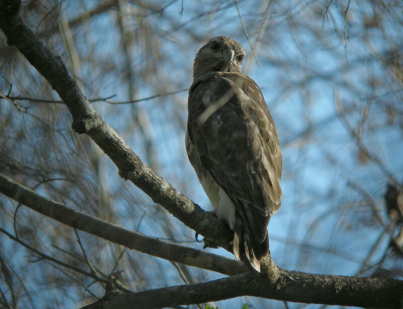 Madagascar Buzzard