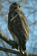 Madagascar Buzzard