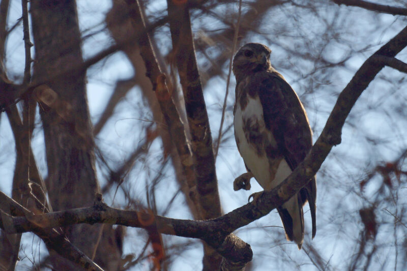 Madagascar Buzzard