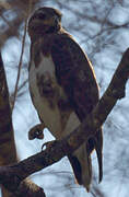 Madagascan Buzzard