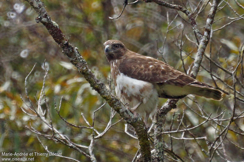 Madagascan Buzzardadult, identification