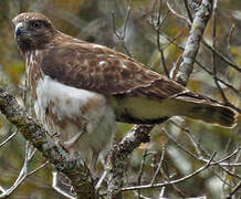 Madagascan Buzzard