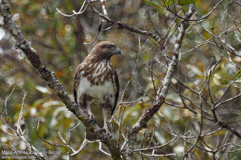 Madagascar Buzzard, habitat