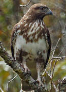 Madagascar Buzzard