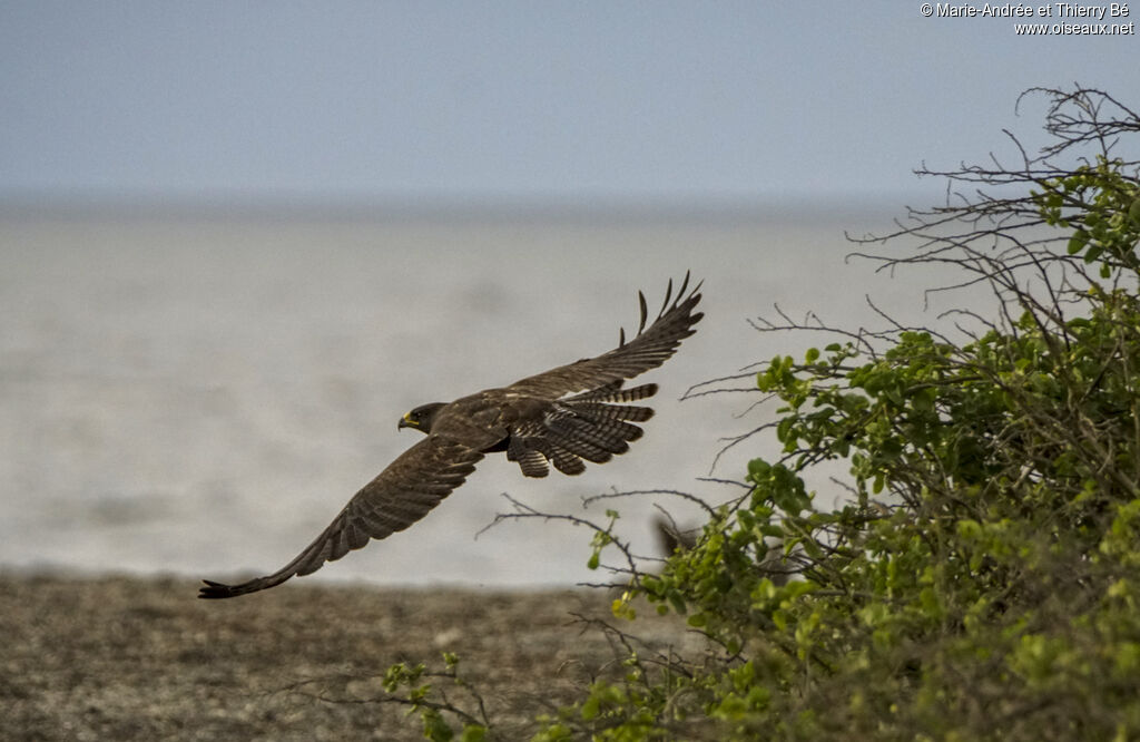 Buse des Galapagos