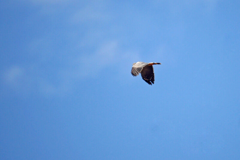 Crane Hawk