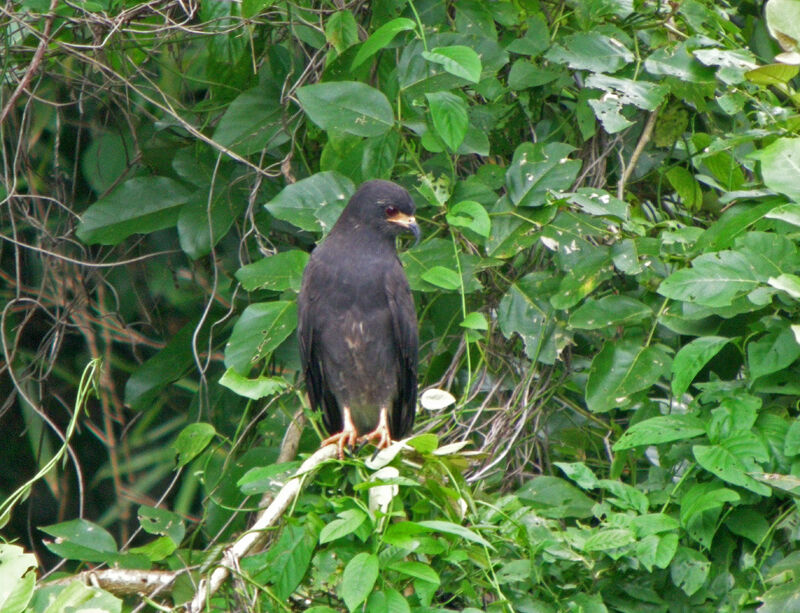 Common Black Hawk