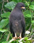 Common Black Hawk