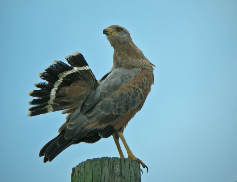 Savanna Hawk