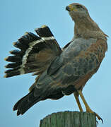 Savanna Hawk