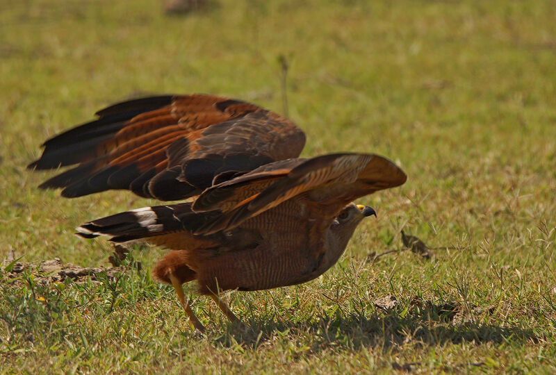 Savanna Hawk