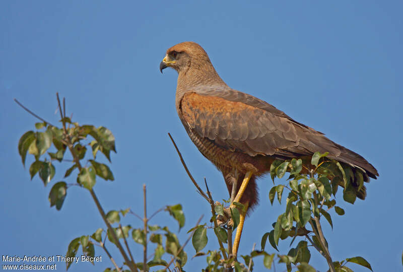 Savanna Hawkadult, identification