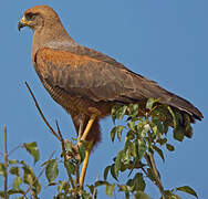 Savanna Hawk