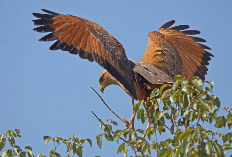 Savanna Hawk