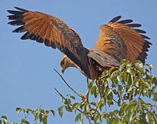 Savanna Hawk