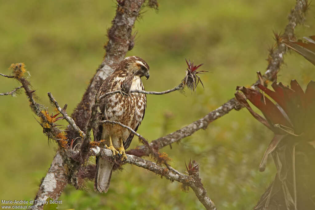 Variable Hawkjuvenile, identification