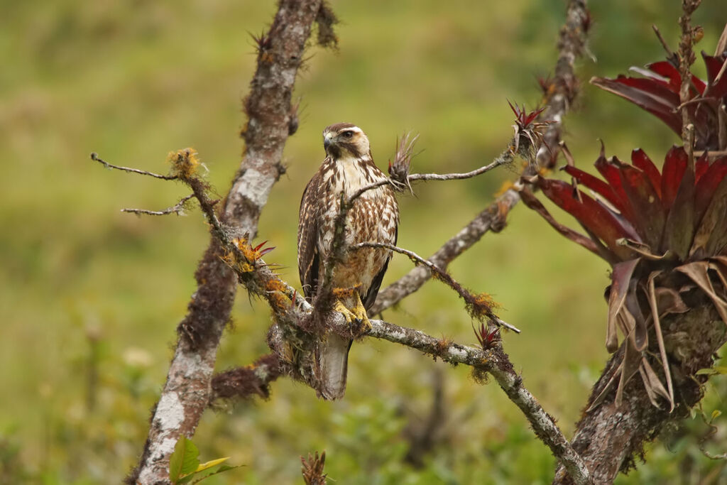 Variable Hawkjuvenile