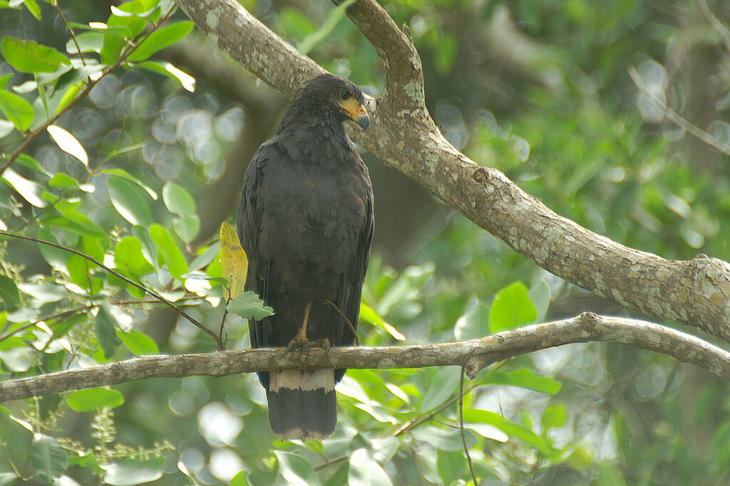 Great Black Hawk