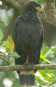 Great Black Hawk