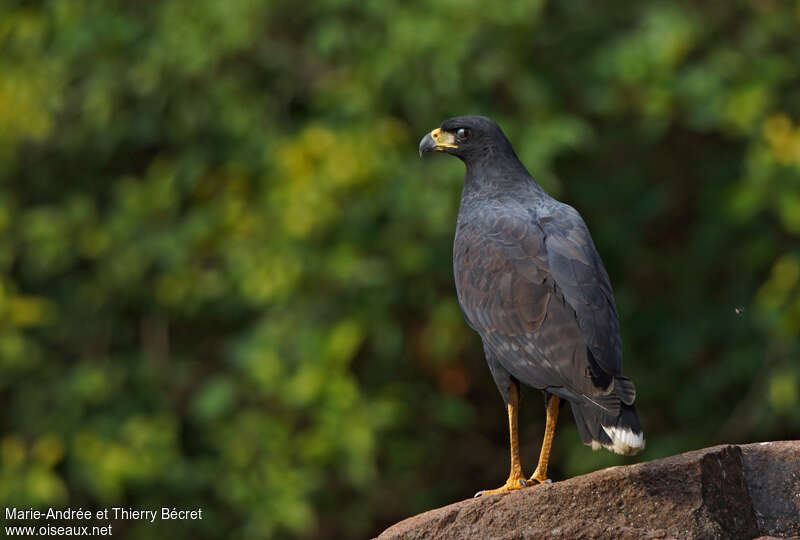 Great Black Hawkadult, identification